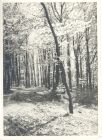 Photograph of a wood [near Belsen concentration camp, Germany], n.d., [April - May 1945]