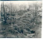 Photograph of hundreds of corpses at Belsen concentration camp, Germany, n.d., [April - May 1945]