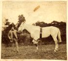 Photograph of an unidentified man with a horse, c.1860