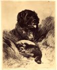 Print of a dog with a dead bird, c.1860