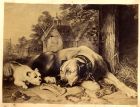 Print [possibly by Landseer] of two dogs, captioned Nothing venture nothing gain, c.1860