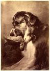 Print of Newfoundland and woodchuck by Landseer, c.1860