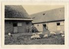 Photograph of soldiers, pigs and a hen at their billets, France, n.d. [1915]
