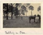 Photograph of mules and soldiers in woodland, captioned: Felling a tree June 4 - 15, Belgium, June 1915