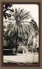 Photograph of a large palm tree at an unidentified location, India, n.d. [ c.1930]