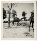 Photograph of a pair of camels, probably Egypt, c.1942