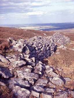 Remains fo the medieval deer park wall, Newton Park.
Photo by Harry Rowland, 1960s.