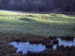 Earthworks at Newminster Abbey.
Photo by Harry Rowland, 1981.