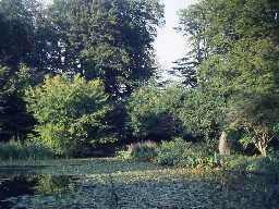 Pond at Wallington.
Photo by Harry Rowland.
