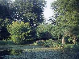 Pond at Wallington.
Photo by Harry Rowland.