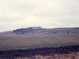 Landscape west of Otterburn.
Photo by Harry Rowland.