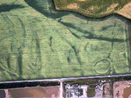 Aerial view showing cropmarks of West Plain henge. Photo © Tim Gates.