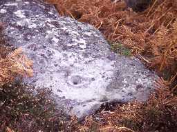 Cup marked rock at Weetwood Bank.
Photo by Harry Rowland.