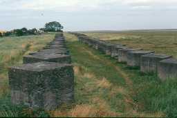 An example of Ironside's 'crust' at Holy Island. Photo by Northumberland County Council.
