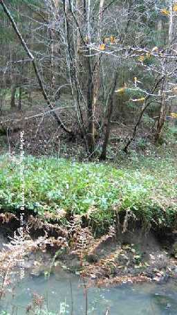 Roman bridge remains at Stockley Gill © DCC 2007