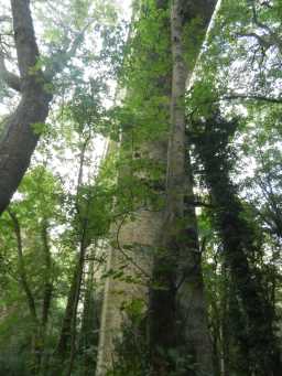 Photograph of side of Pontburn Viaduct 2016