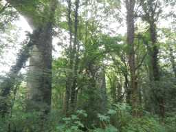 Side view photograph of Pontburn Viaduct arches 2016