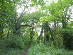 Photograph of Pontburn Viaduct and path 2016