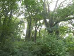 Photograph of Pontburn Viaduct and trees 2016