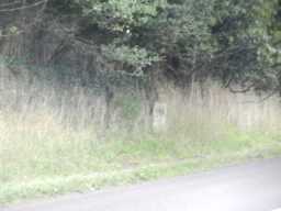 Milestone in grass verge, A68 north of Witton le Wear © DCC