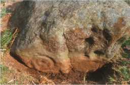 Photograph of 2 different cup-and-ring-marked sections on a boulder at Scale Knoll, Barningham Moor 1980-1997