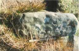 An upstanding, multiple cup-marked boulder, Barningham Moor 1980-1997