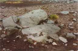 Photograph of a cup-marked boulder, North-North-West of Eel Hill, Barningham Moor 1980-1997