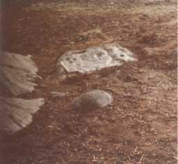 Cup-marked and grooved boulder within its immediate landscape setting, Barningham Moor 1980-1997