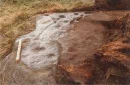 Photograph of a cup-marked boulder, Eel Hill North, Barningham Moor 1980-1997