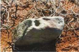 Photograph of an upstanding cup-marked boulder, Wash Beck, Barningham Moor 1980-1997