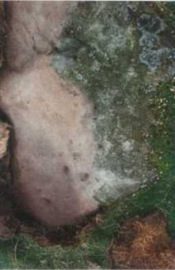 Photograph of a cup-marked boulder, north of Cross Gill, Barningham Moor 1980-1997