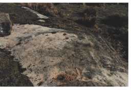 Photograph of a cup-marked outcrop, The Rigg, Lartington 1980-1997
