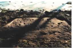 Photograph of a cup-marked outcrop, The Rigg, Lartington 1980-1997 Photograph of a cup-marked outcrop, The Rigg, Lartington 1980-1997