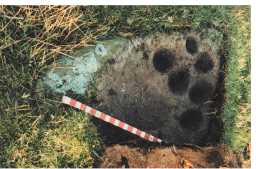 Photograph of a cup-marked boulder, Bracken Heads, Marwood 1980-1997