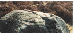 Photograph of a cup-marked stone, Langleydale Common, Marwood Parish 1980-1997