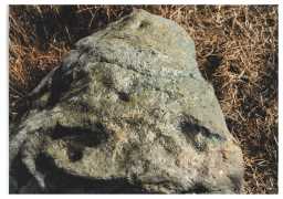 Photograph of a cup-marked boulder, Langleydale Common, Raby with Keverstone 1980-1997