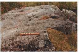 Photograph of a cup-and-ring-marked boulder, with scale, Goldsborough Rigg, Cotherstone 1980-1997