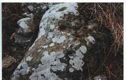 Photograph of a cup-and-ring-marked boulder, West Loups', Cotherstone 1980-1997