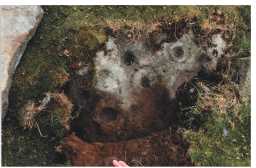 Photograph of a cup-and-ring-marked boulder, West Loups', Cotherstone 1980-1997