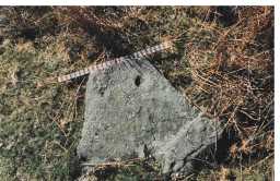 Photograph of a cup-marked stone, Scale Knoll, Barningham Moor, Teesdale 1980-1997