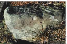 Photograph of a cup-marked boulder, Barningham Moor, Teesdale 1980-1997