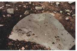 Photograph of a cup-marked boulder, Eel Hill North, Barningham Moor, Teesdale 1980-1997