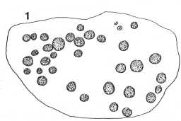 Illustration of a cup-marked boulder, Goldsborough Rigg, Cotherstone 1980-1997