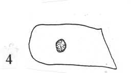 Illustration of a cup-marked stone, found within a cairn on Scale Knoll, Barningham Moor 1980-1997