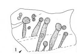 Illustration of a cup-and-groove-marked boulder, Bragg House, Barningham Moor 1980-1997