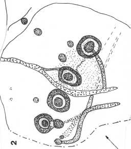 Illustration of a complex cup-and-ring marked boulder, Kearton Rigg, West Loups', Lartington 1980-1997