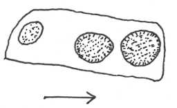 Illustration of a cup-marked boulder, Wash Beck, Barningham Moor 1980-1997