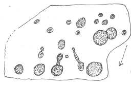 Illustration of a complex cup-marked boulder, south-east of Osmaril Gill, Barningham Moor 1980-1997