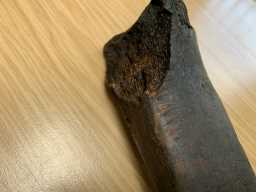 Image of Cattle Tibia showing cut marks 24/7/23