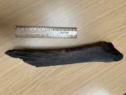 Image of Cattle Tibia showing full length 24/7/23